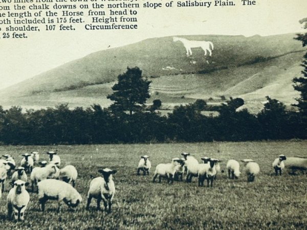 画像2: Postcard  アンティークポストカード　羊とホワイトホース　Westbury　ウエストブリー　イギリス　（未使用） (2)