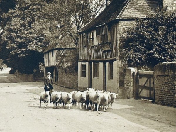 画像2: Postcard  アンティークポストカード　道を歩く羊たち　Westham Street Sussex イギリス　写真（未使用） (2)
