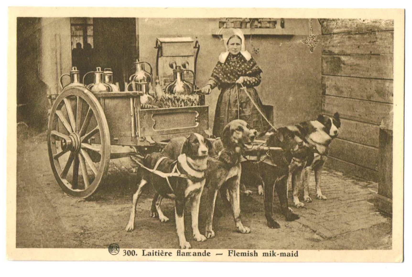 フランダースの犬 ミルク缶を運ぶ犬たちと女性 Snowdrop Postcards アンティークカード専門店