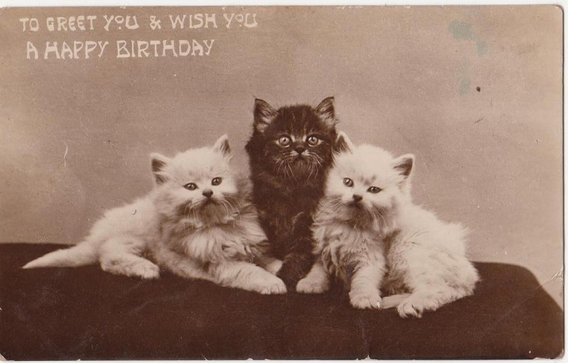 3匹の猫 バースデーカード Snowdrop Postcards アンティークカード専門店