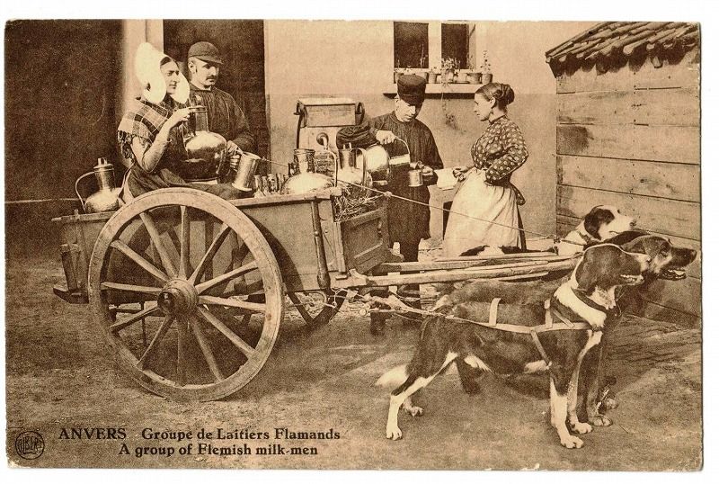 フランダースの犬 ミルク缶を運ぶ犬たちと女性 - Snowdrop Postcards