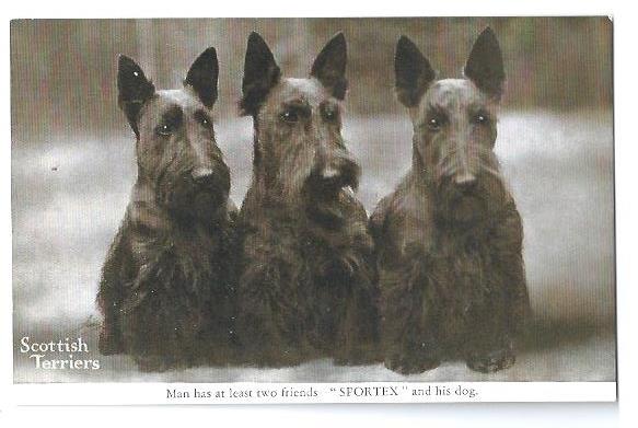 Postcard　スコティッシュテリア　犬　                                        [n4421]